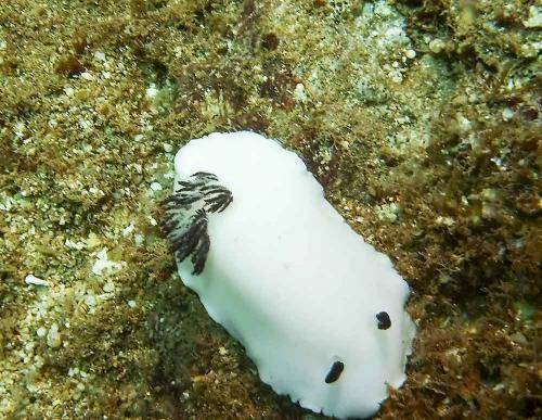 image of a fellowes nudibranch