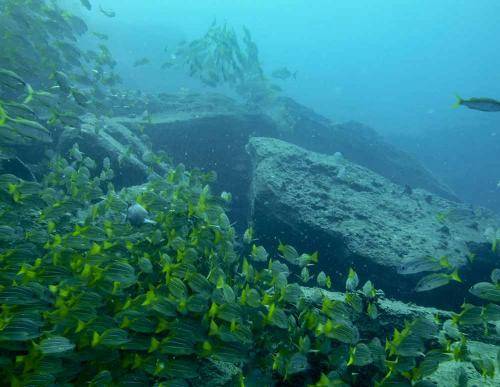 image of schooling fish at fishbowl