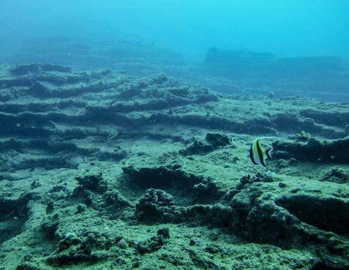image of the reef at fishbowl