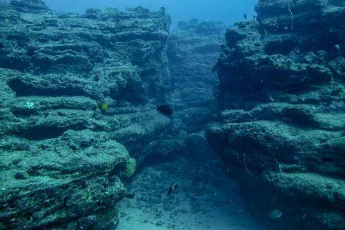 image of the reef at fishbowl