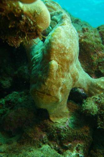 image of an Adult Frogfish
