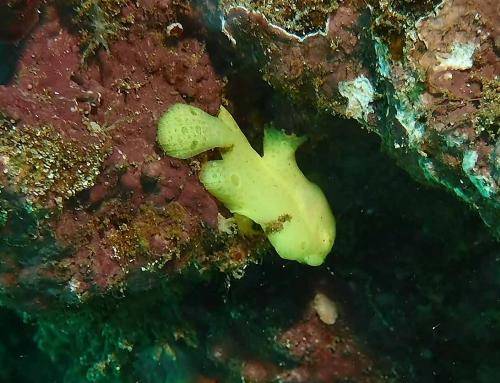 image of a Baby Frogfish