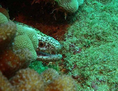 image of a peppered moray