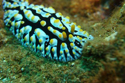 image of a varicose phyllidia nudibranch
