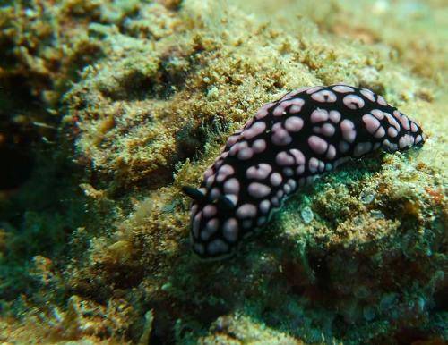 image of a pustulose phyllidia nudibranch