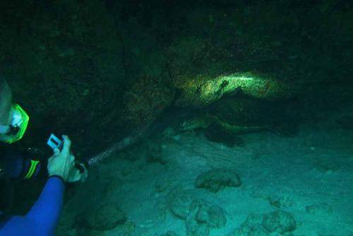 image of a turtle at sheraton caverns