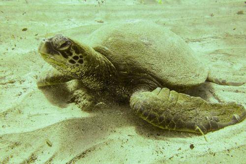 image of a seaTurtle
