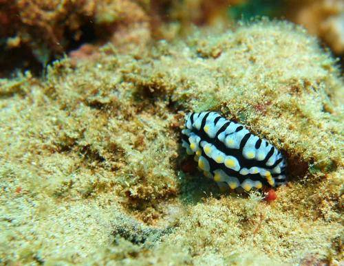 image of varicose phyllidia nudibranch