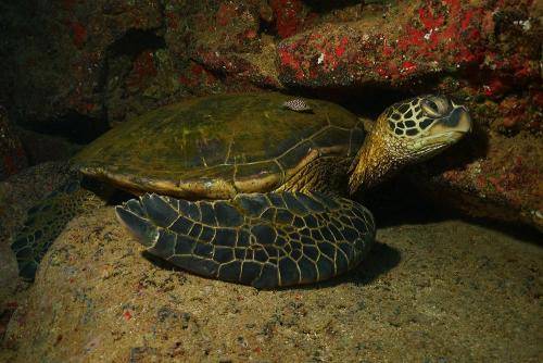 image of a sea turtle