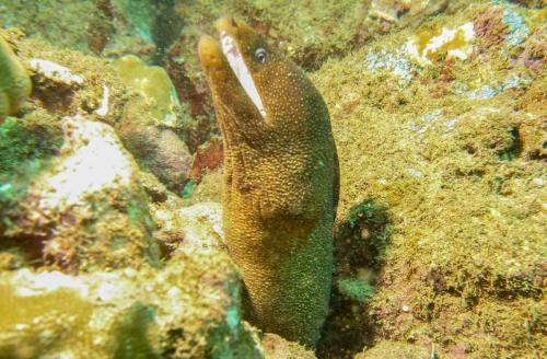 image of a Whitemouth Moray Eel